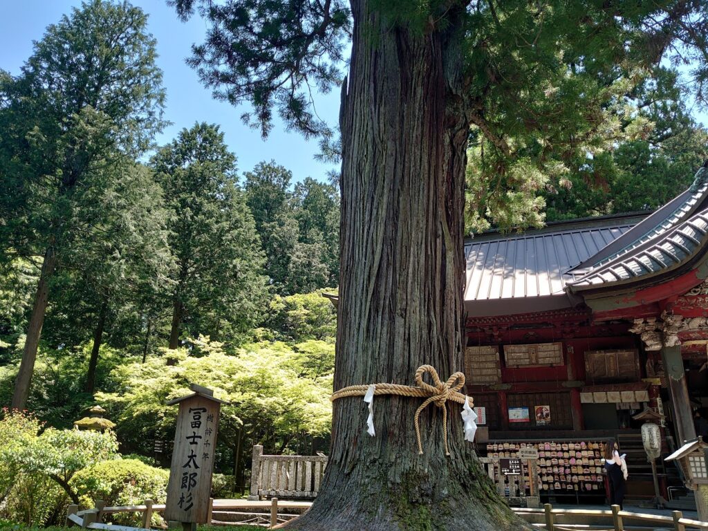 富士浅間神社 大杉
