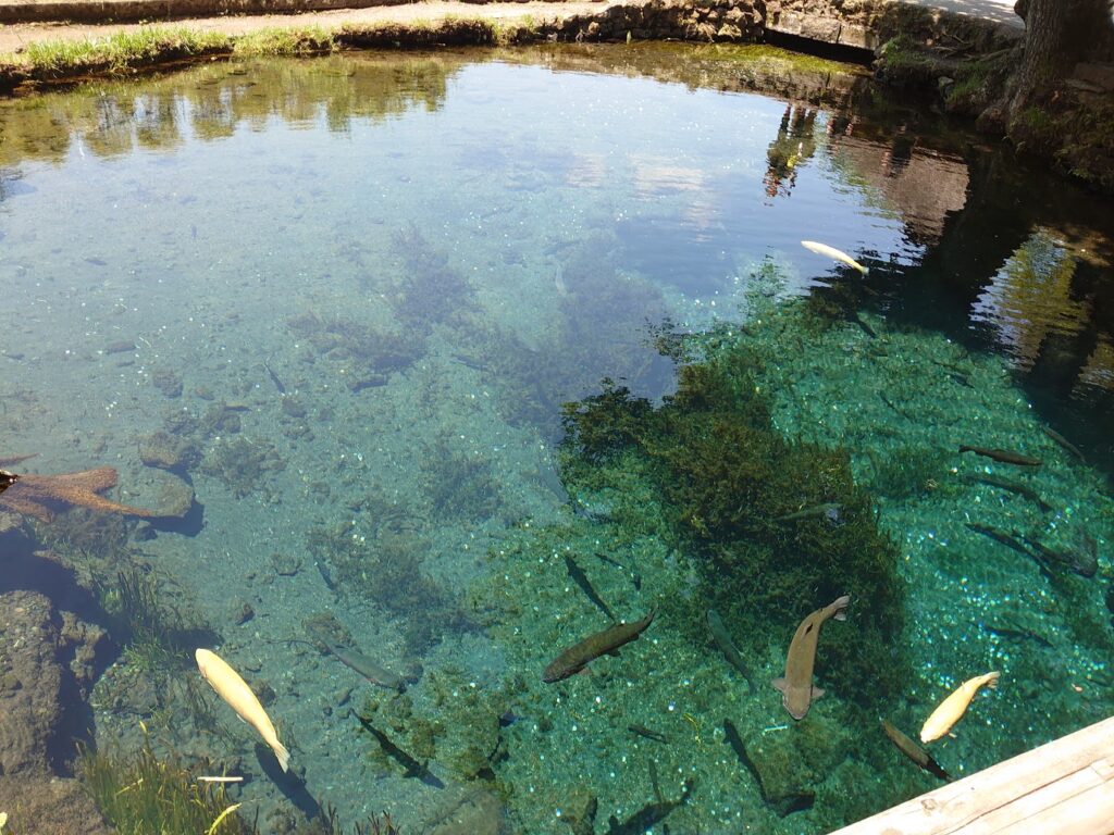 忍野八海の池