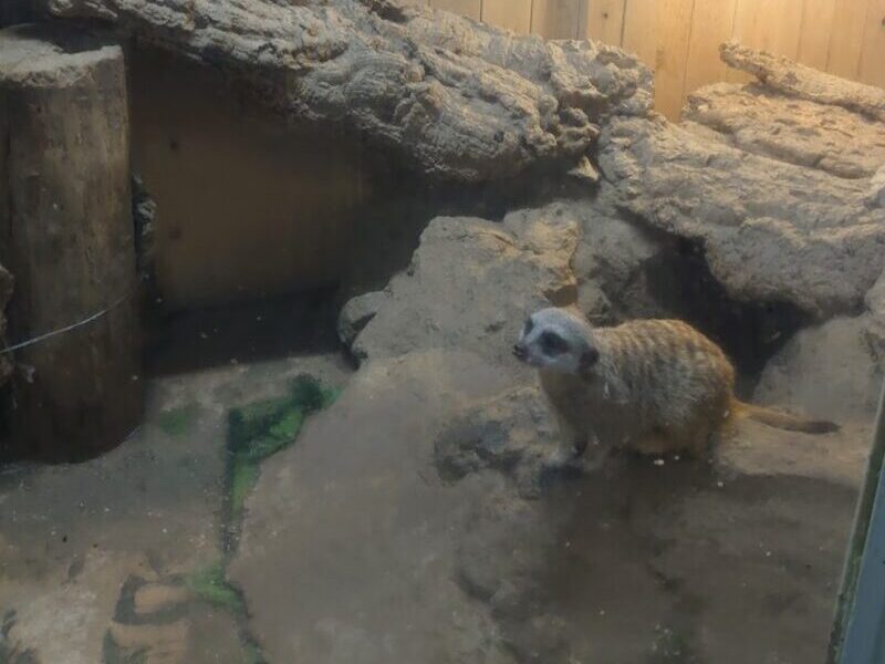 ミーアキャット