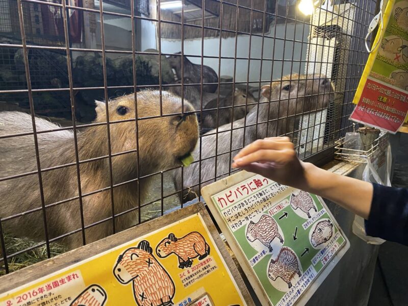 カピバラ