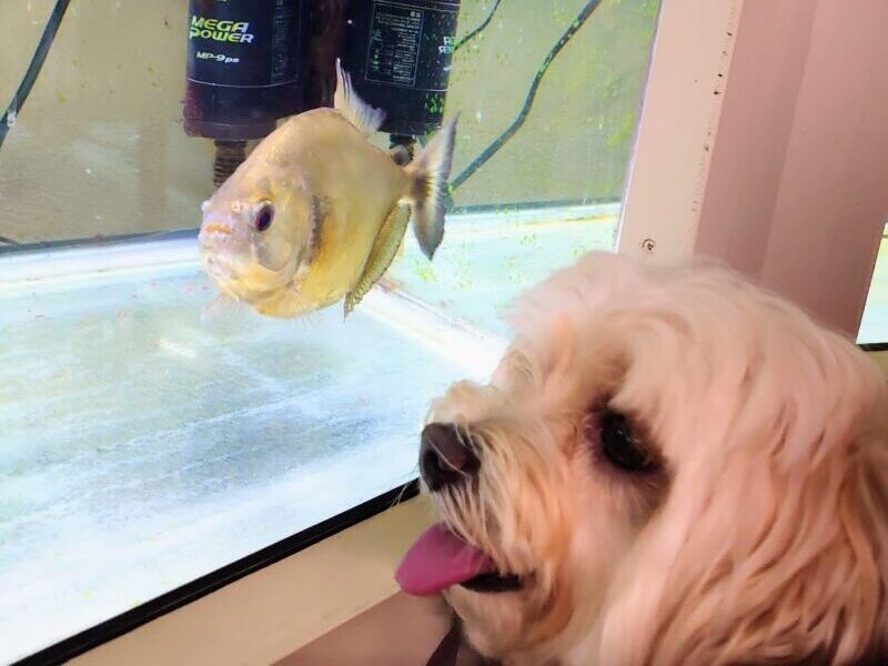 ピラニア