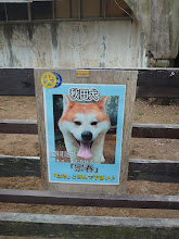 秋田犬