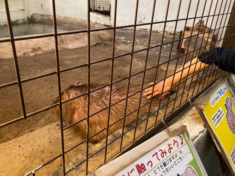 カピバラ