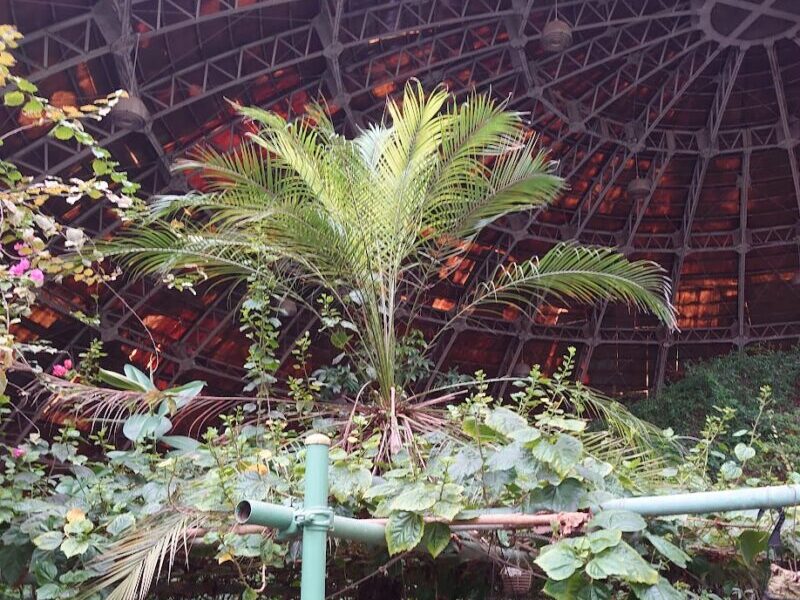 植物