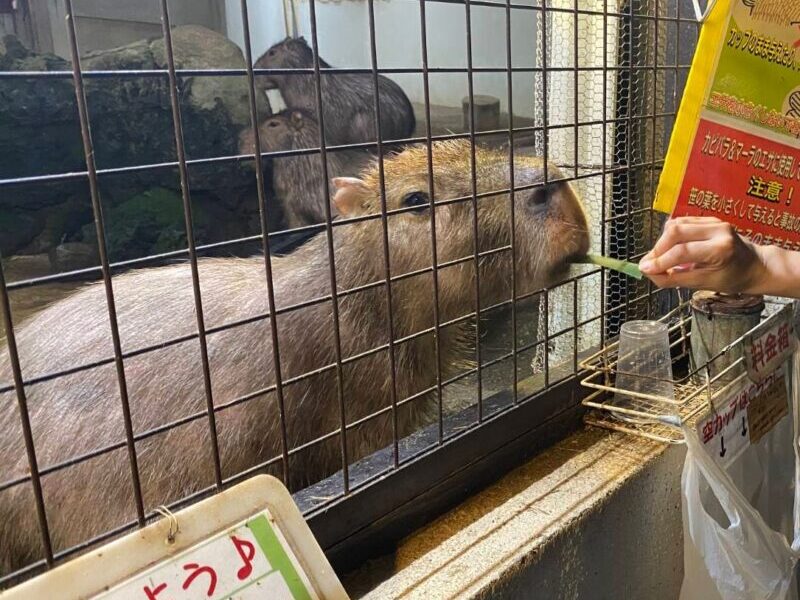 カピバラ
