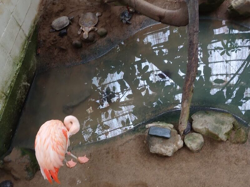 フラミンゴと亀