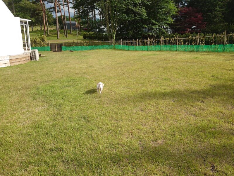 泊まった部屋のプライベートドッグラン