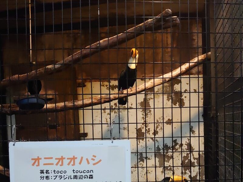 オニオオハシ