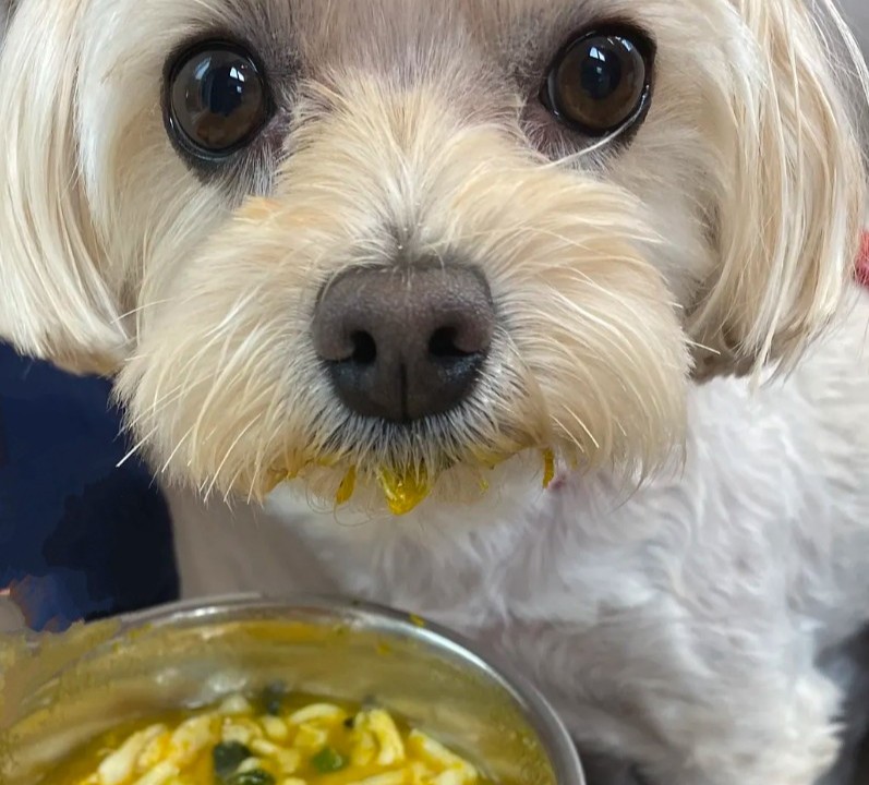 ほうとうを食べる犬