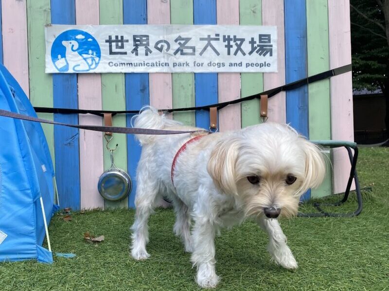 名犬牧場フォトスポット