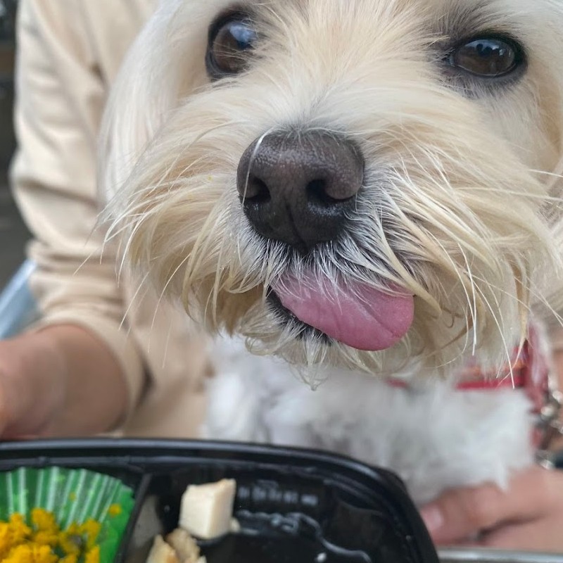 名犬牧場のカフェ