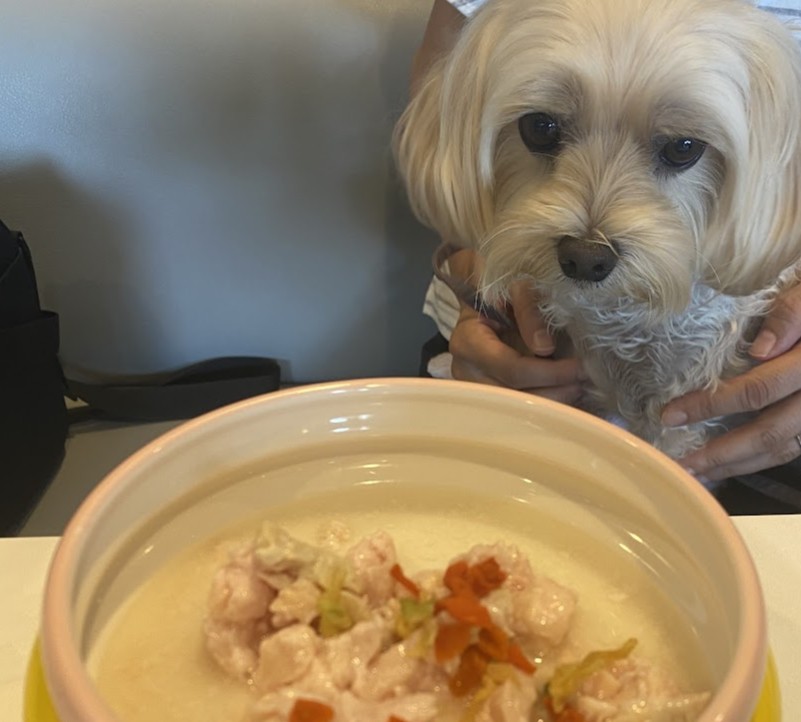 犬カフェ 室内