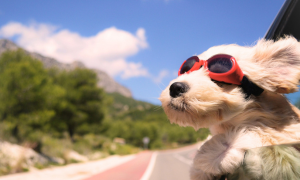 犬とおでかけ