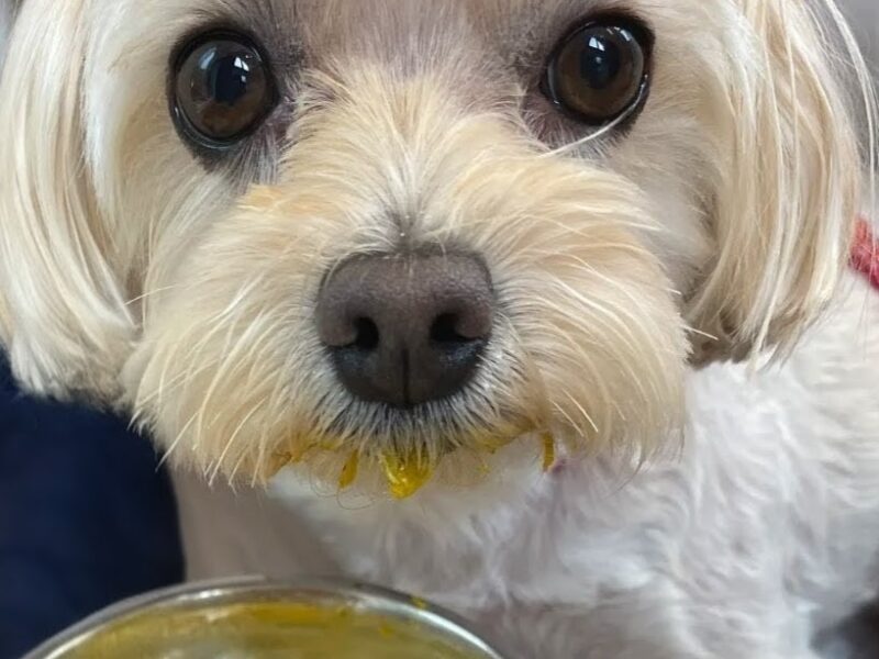 ほうとうを食べる犬