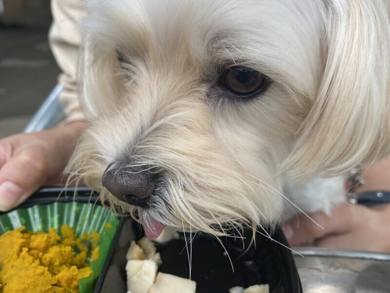 犬カフェ 犬用ごはんを食べる犬