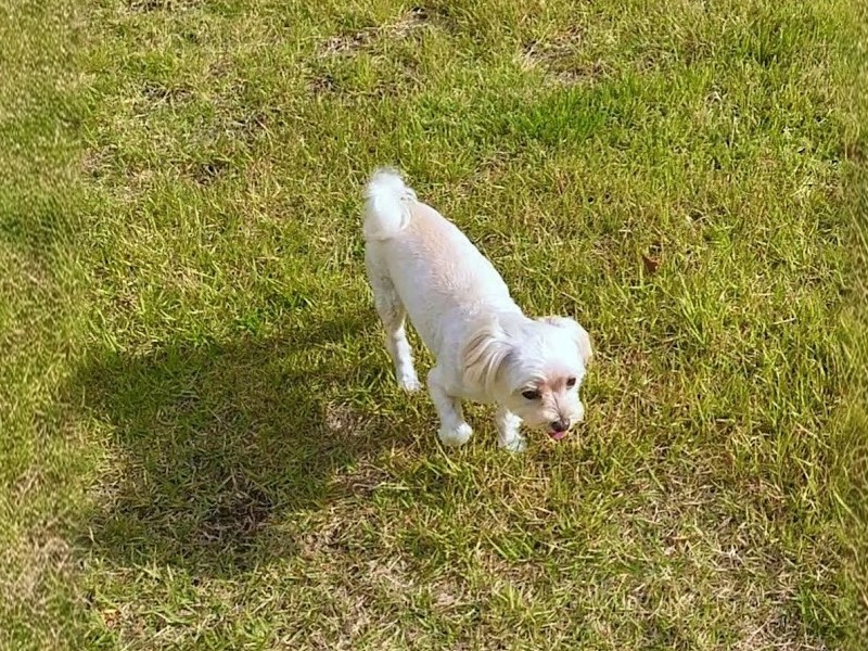 ドッグランにいる犬
