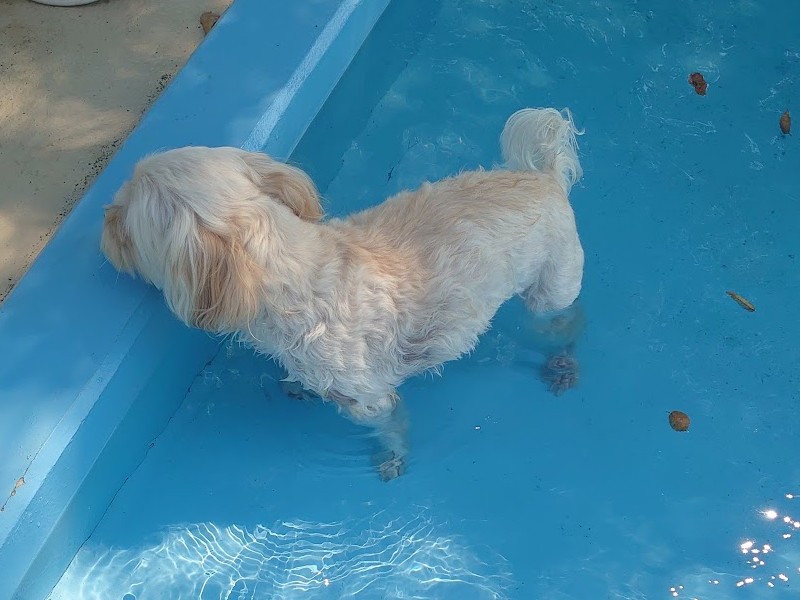 プールに入る犬