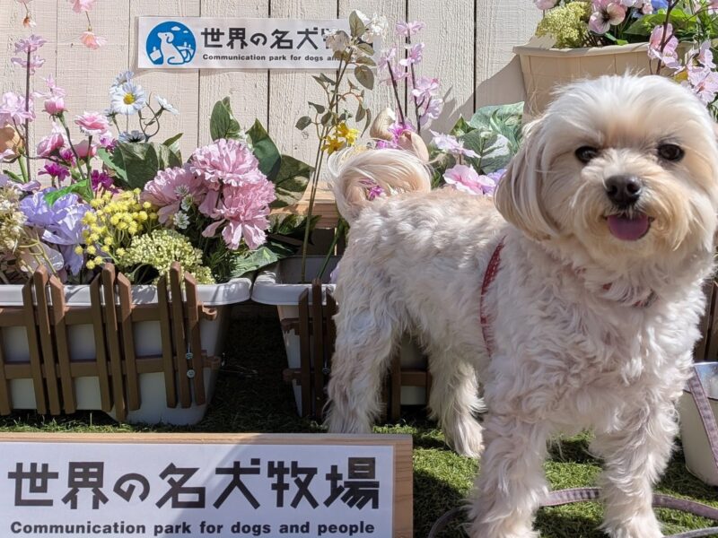 名犬牧場フォトスポット