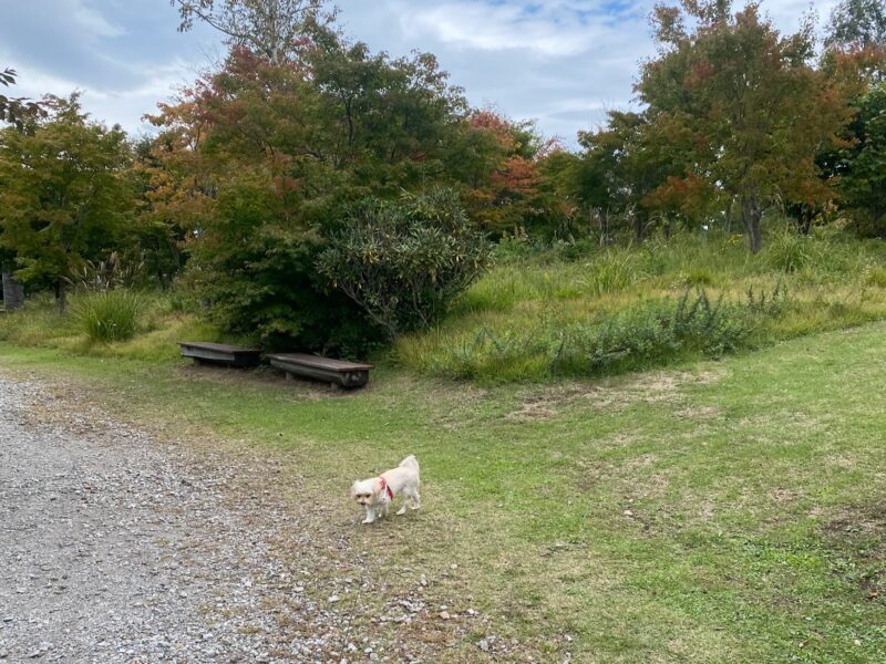 創造の森を歩く犬