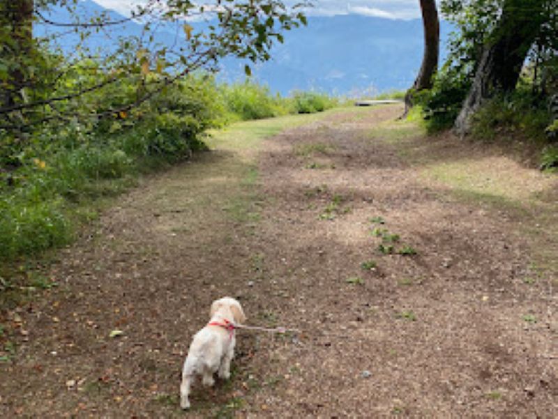 創造の森を歩く犬