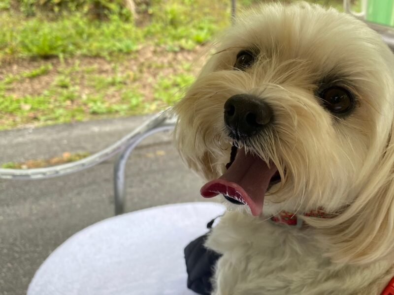 カートに乗っている犬