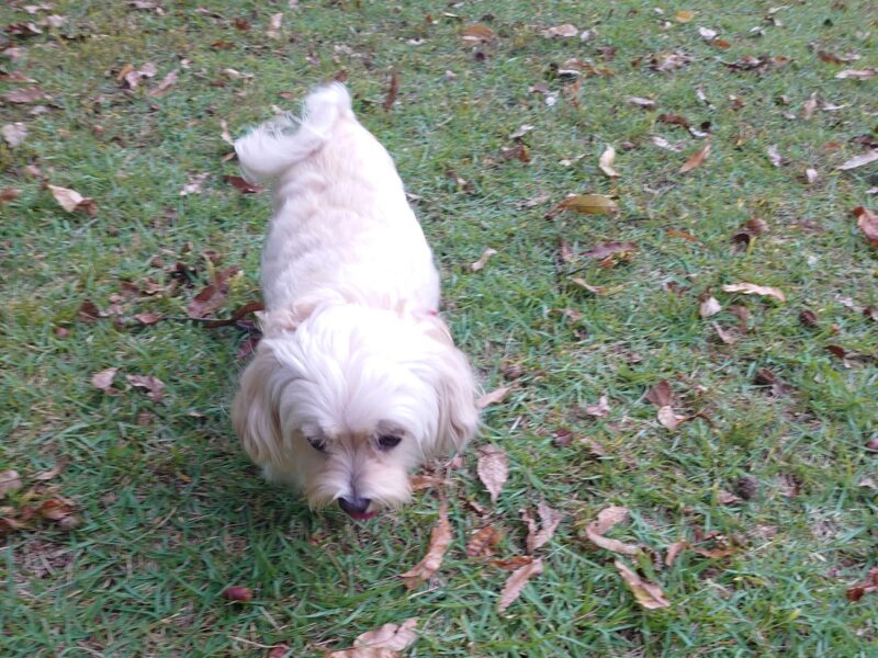 ドッグランで走る犬