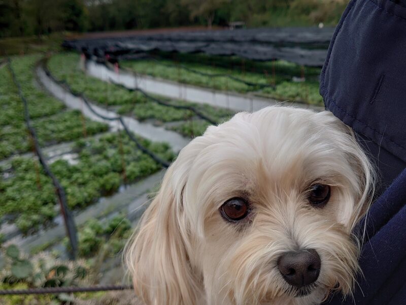 わさび農場と愛犬