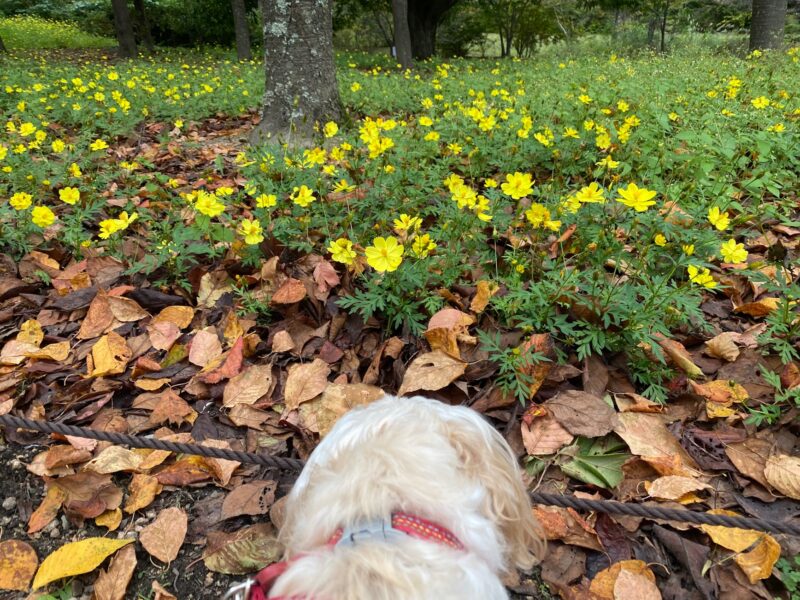 黄色いコスモスと犬