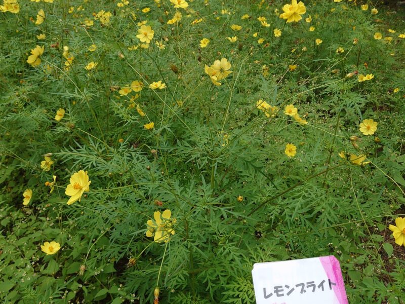 黄色いコスモス