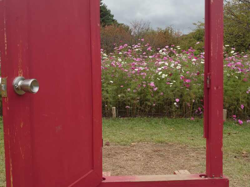 どこでもドアっぽいドアとコスモス