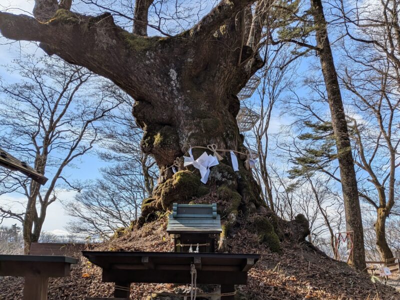熊野皇大神社　御神木