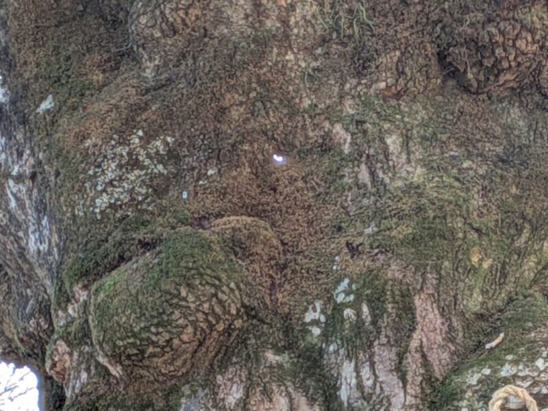 御神木の幹のすき間　ハート型