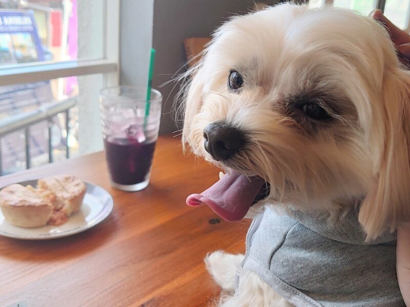カフェのパイと犬