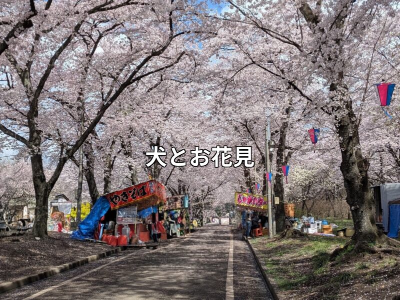 桜並木