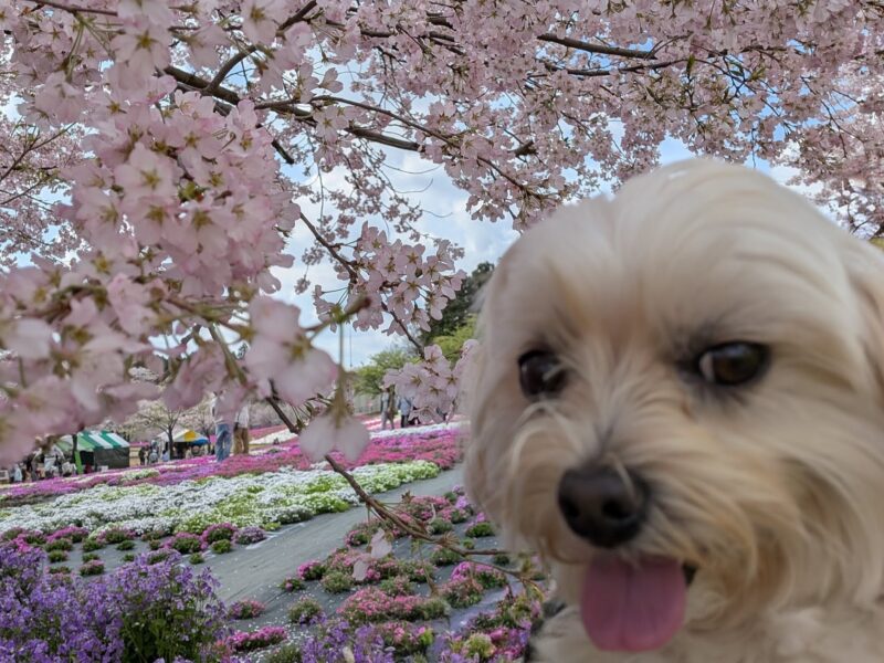 桜と犬