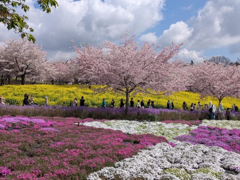 桜と菜の花と芝桜