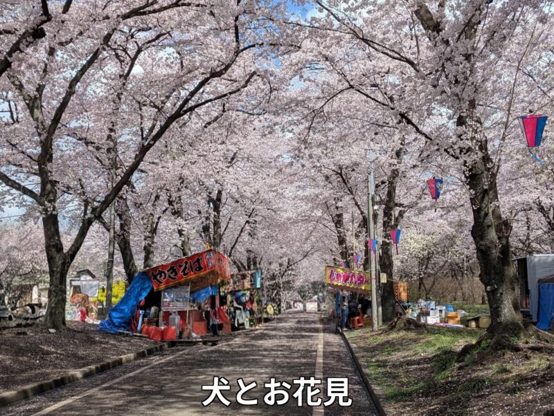 桜並木