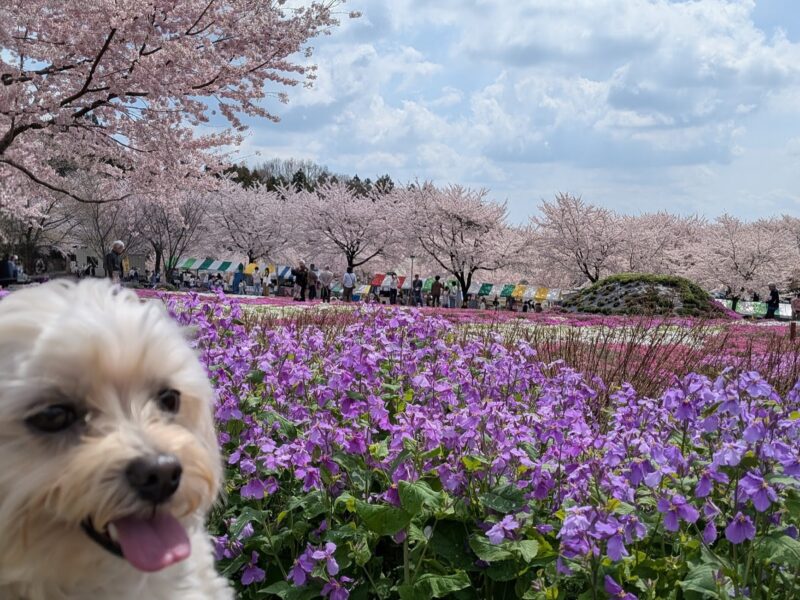 紫の花畑と桜