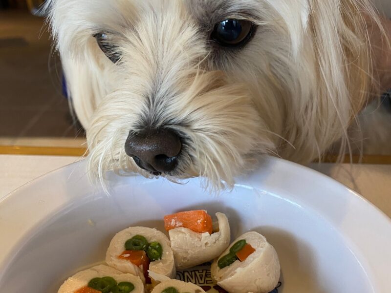 ドッグカフェWITHでごはんを食べる犬　