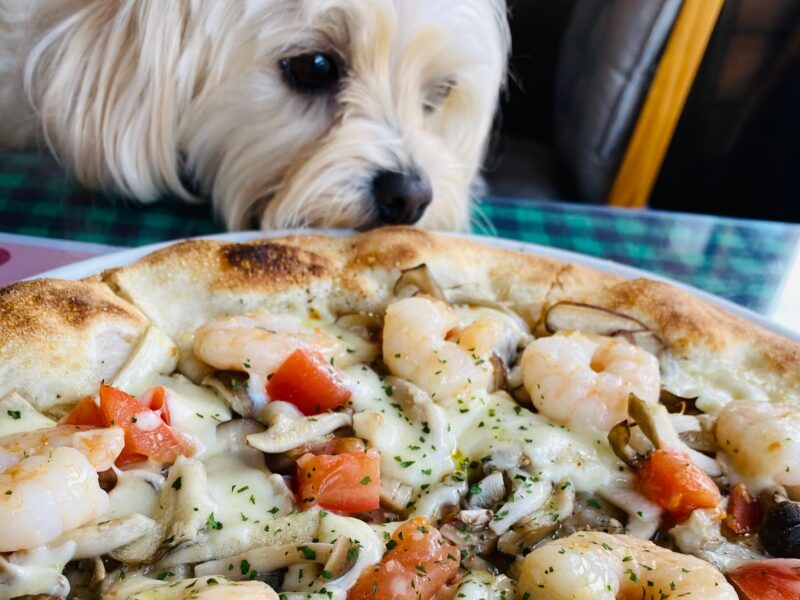 レストランのピザと犬