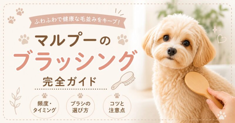 ブラッシングされている犬