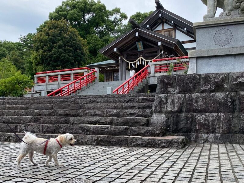 神祇大社内を歩く犬