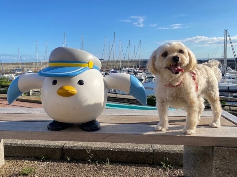 かもめ隊長のオブジェと犬