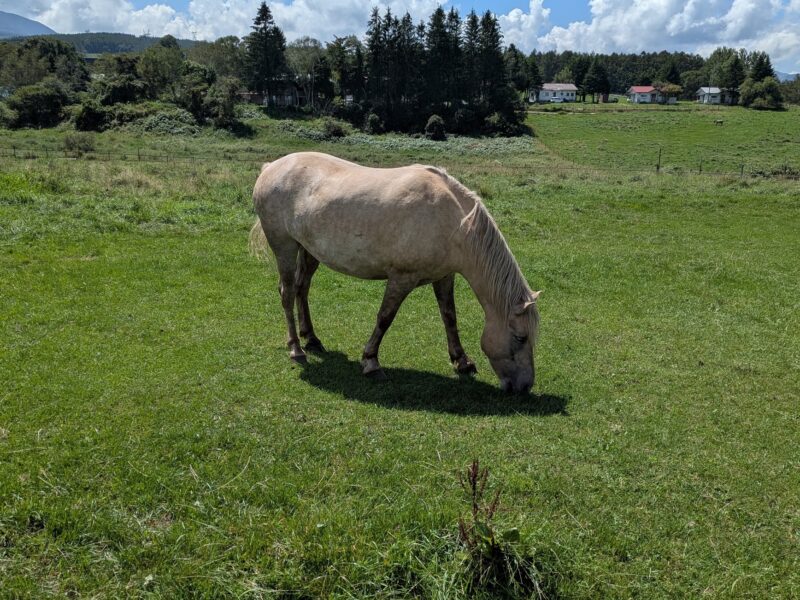 牧場にいた馬