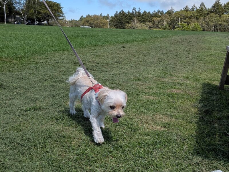 牧場を歩く犬
